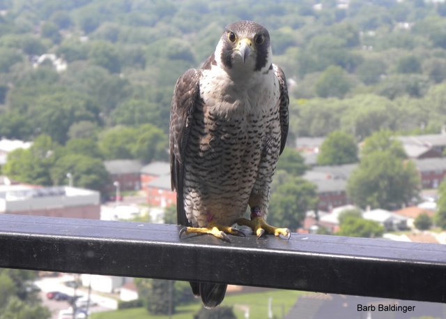 Theresa, black 20 over red W at Shore Club Apts. in St. Clair Shores by Barb Baldinger 6-9-2014